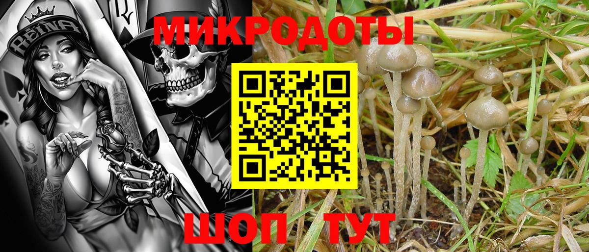 Псилоцибиновые грибы Cubensis Заречный